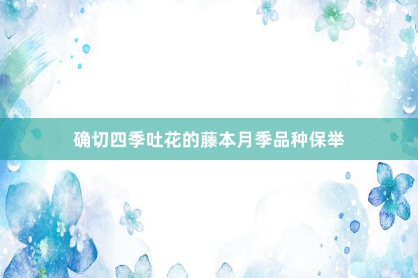 确切四季吐花的藤本月季品种保举
